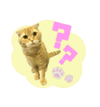 ねこのパトラッシュ（個別スタンプ：13）
