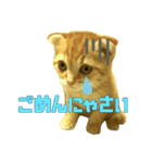 ねこのパトラッシュ（個別スタンプ：14）