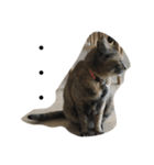 猫のサーちゃん♡（個別スタンプ：1）