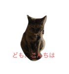 猫のサーちゃん♡（個別スタンプ：2）