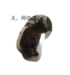 猫のサーちゃん♡（個別スタンプ：3）
