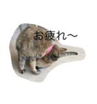 猫のサーちゃん♡（個別スタンプ：4）