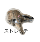 猫のサーちゃん♡（個別スタンプ：5）
