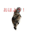 猫のサーちゃん♡（個別スタンプ：6）