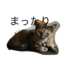 猫のサーちゃん♡（個別スタンプ：7）