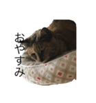 猫のサーちゃん♡（個別スタンプ：8）