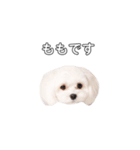 ももぴすたんぷ（1)（個別スタンプ：1）