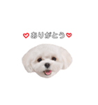 ももぴすたんぷ（1)（個別スタンプ：3）