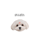 ももぴすたんぷ（1)（個別スタンプ：5）