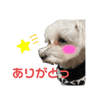 僕、ハル。（個別スタンプ：1）