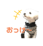 僕、ハル。（個別スタンプ：2）