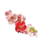 お花だけ②（個別スタンプ：1）