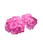 お花だけ②（個別スタンプ：8）