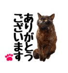 まみ ねこまみれ2（個別スタンプ：1）