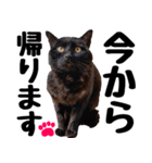 まみ ねこまみれ2（個別スタンプ：2）