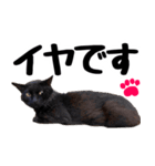 まみ ねこまみれ2（個別スタンプ：3）