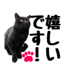 まみ ねこまみれ2（個別スタンプ：5）