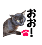 まみ ねこまみれ2（個別スタンプ：7）