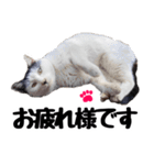 まみ ねこまみれ2（個別スタンプ：8）