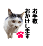 まみ ねこまみれ2（個別スタンプ：9）