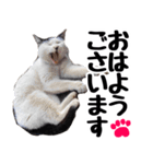 まみ ねこまみれ2（個別スタンプ：10）