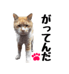 まみ ねこまみれ2（個別スタンプ：11）