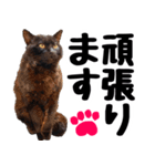 まみ ねこまみれ2（個別スタンプ：12）