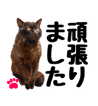 まみ ねこまみれ2（個別スタンプ：13）