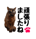 まみ ねこまみれ2（個別スタンプ：14）