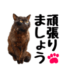 まみ ねこまみれ2（個別スタンプ：15）