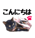 まみ ねこまみれ2（個別スタンプ：16）