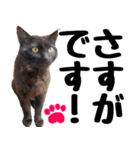 まみ ねこまみれ2（個別スタンプ：17）