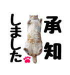 まみ ねこまみれ2（個別スタンプ：18）