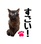 まみ ねこまみれ2（個別スタンプ：19）