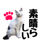 まみ ねこまみれ2（個別スタンプ：20）