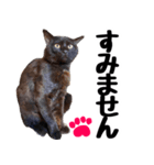 まみ ねこまみれ2（個別スタンプ：21）