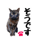 まみ ねこまみれ2（個別スタンプ：22）