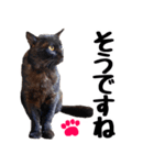 まみ ねこまみれ2（個別スタンプ：23）