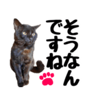 まみ ねこまみれ2（個別スタンプ：24）