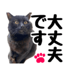 まみ ねこまみれ2（個別スタンプ：25）