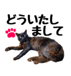 まみ ねこまみれ2（個別スタンプ：28）