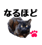 まみ ねこまみれ2（個別スタンプ：29）