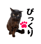 まみ ねこまみれ2（個別スタンプ：30）