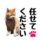 まみ ねこまみれ2（個別スタンプ：31）