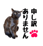 まみ ねこまみれ2（個別スタンプ：32）