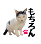 まみ ねこまみれ2（個別スタンプ：33）