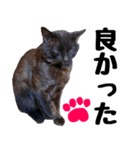 まみ ねこまみれ2（個別スタンプ：34）
