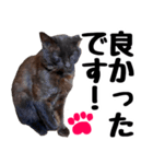 まみ ねこまみれ2（個別スタンプ：35）