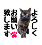 まみ ねこまみれ2（個別スタンプ：36）