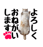 まみ ねこまみれ2（個別スタンプ：37）